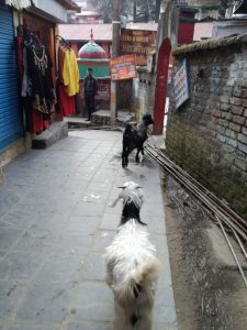 Goats leading the way back to Bhagsu village